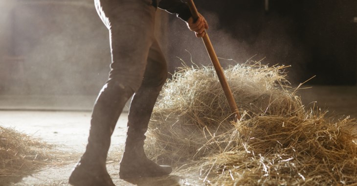 En person som skyfflar hö i ett stall.
