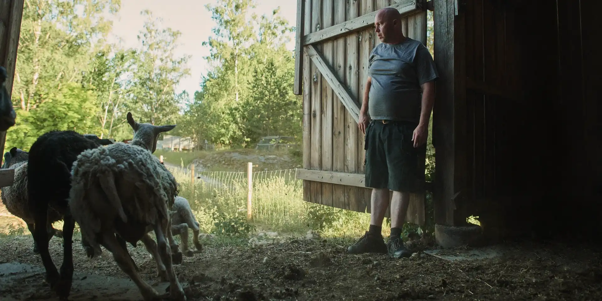 Får springer ut ur ladugård, fotografi.