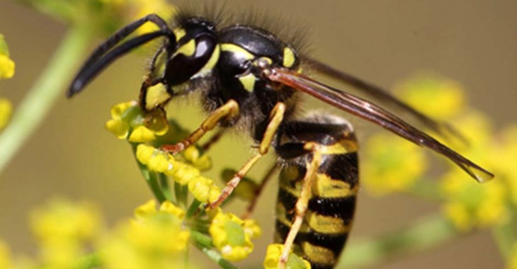 Geting som sitter på en blomma.