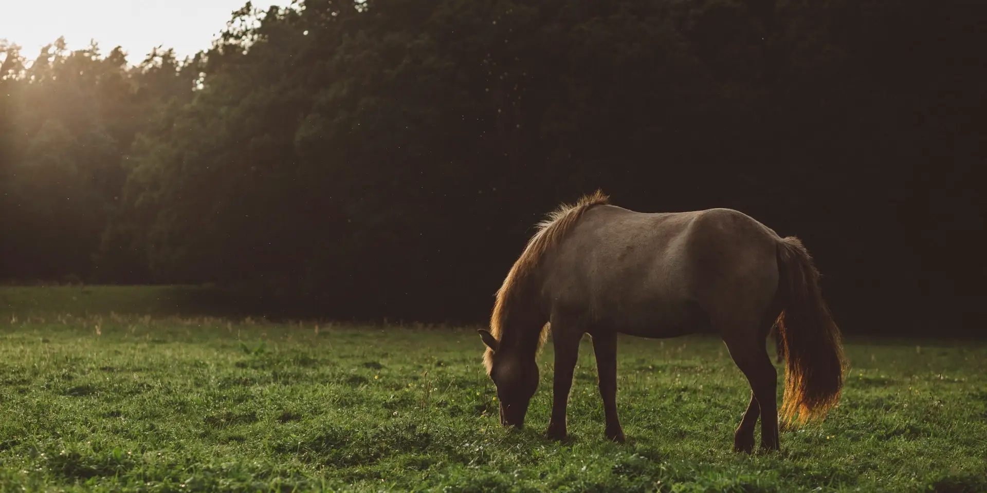 Islandshäst på grönbete, fotografi.