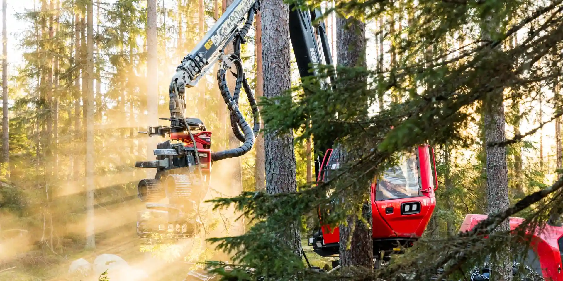 Skogsmaskin avverkar träd i skog, fotografi.
