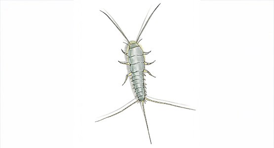 Tecknad bild på en långsprötad silverfisk