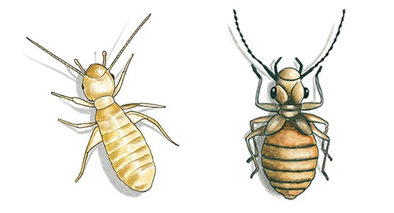 Tecknad bild på Stövsländor