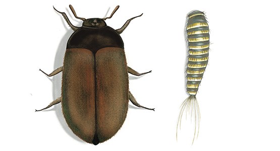 Tecknad bild på pälsänger.