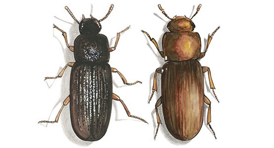 Tecknad bild på en mjölbaggar.