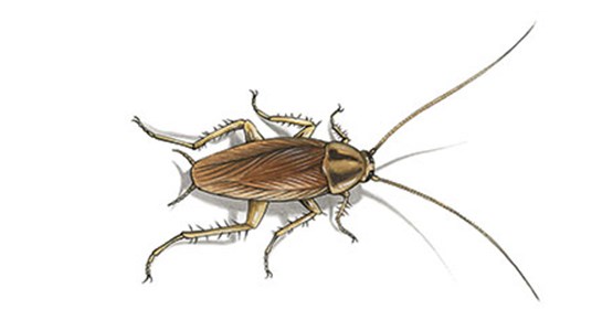 Tecknad bild på två kackerlackor.