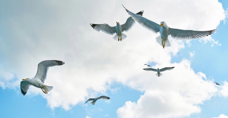 Flygande fiskmåsar.