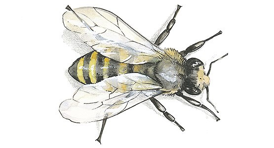 Tecknad bild på ett bi.