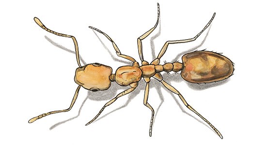 Tecknad bild på en faraomyra.