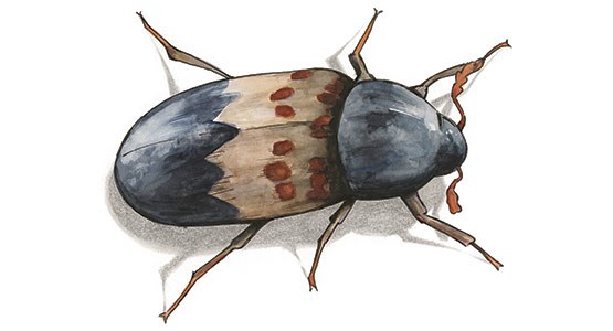 Tecknad bild på en fläskänger.