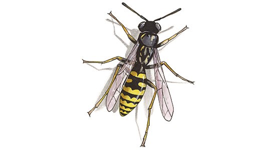 Tecknad bild på en geting.