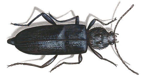 Tecknad bild på en husbock.