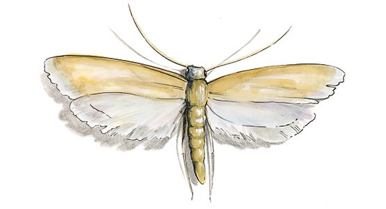 Tecknad bild på en malfjäril.