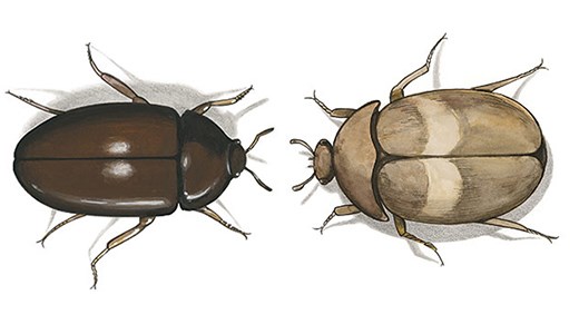 Pälsänger - Länsförsäkringar