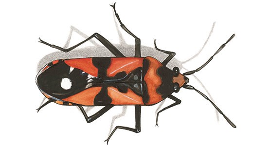 Tecknad bild på en spindel.