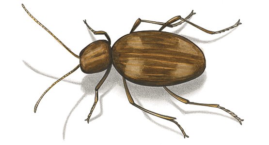 Tecknad bild på en tjuvbagge.