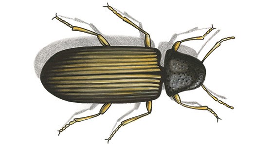 Tecknad bild på en trädgnagare.