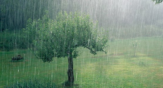 Skyfall över ett träd