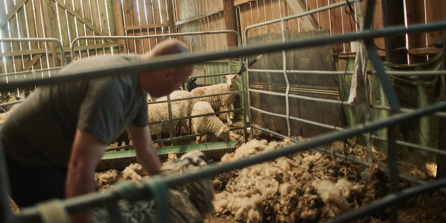 Man som klipper får.