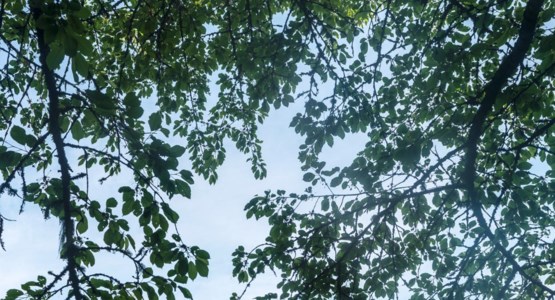 Blad och blå himmel