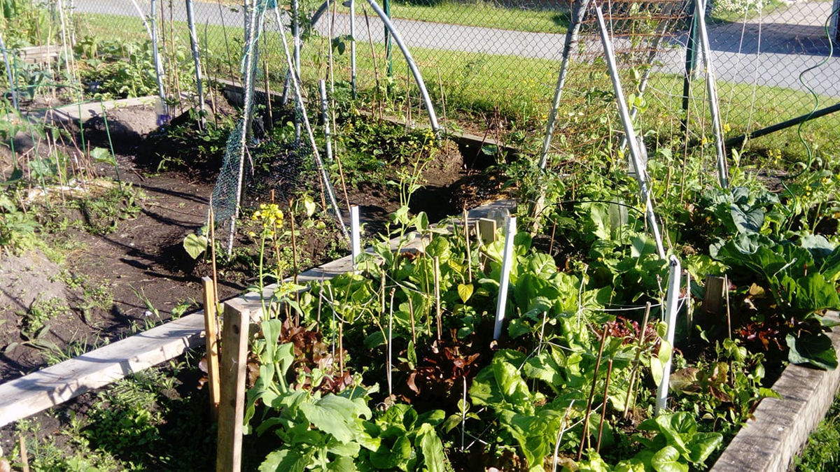  Odlingsprojekt – Alla kan odla i Vivalla