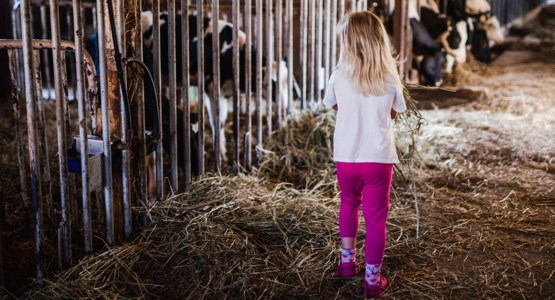 Barn i ladugård med kossor.
