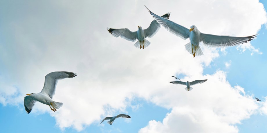 Flygande fiskmåsar.