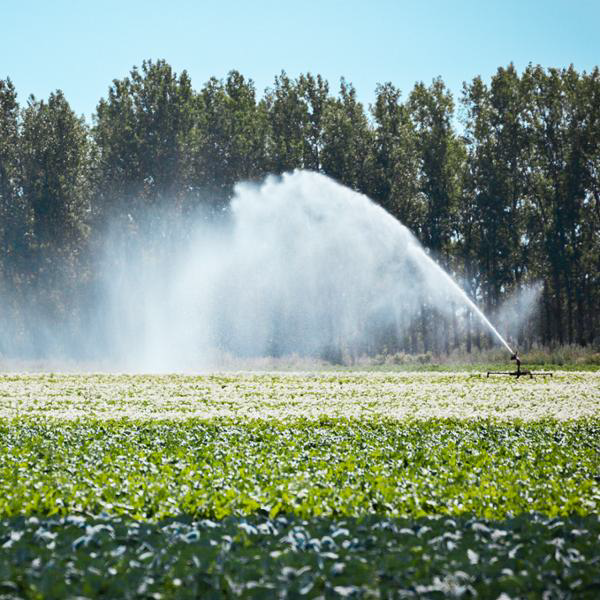 Bevattning på åker.