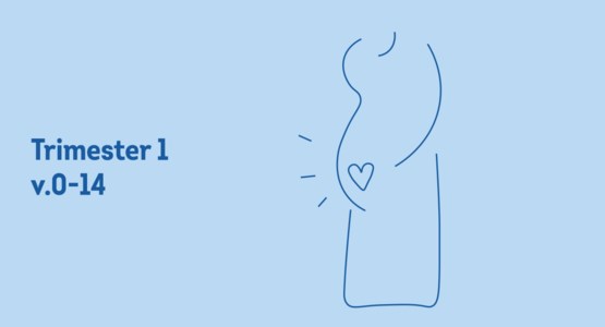 Gravid kvinna i trimester 1. Illustration.