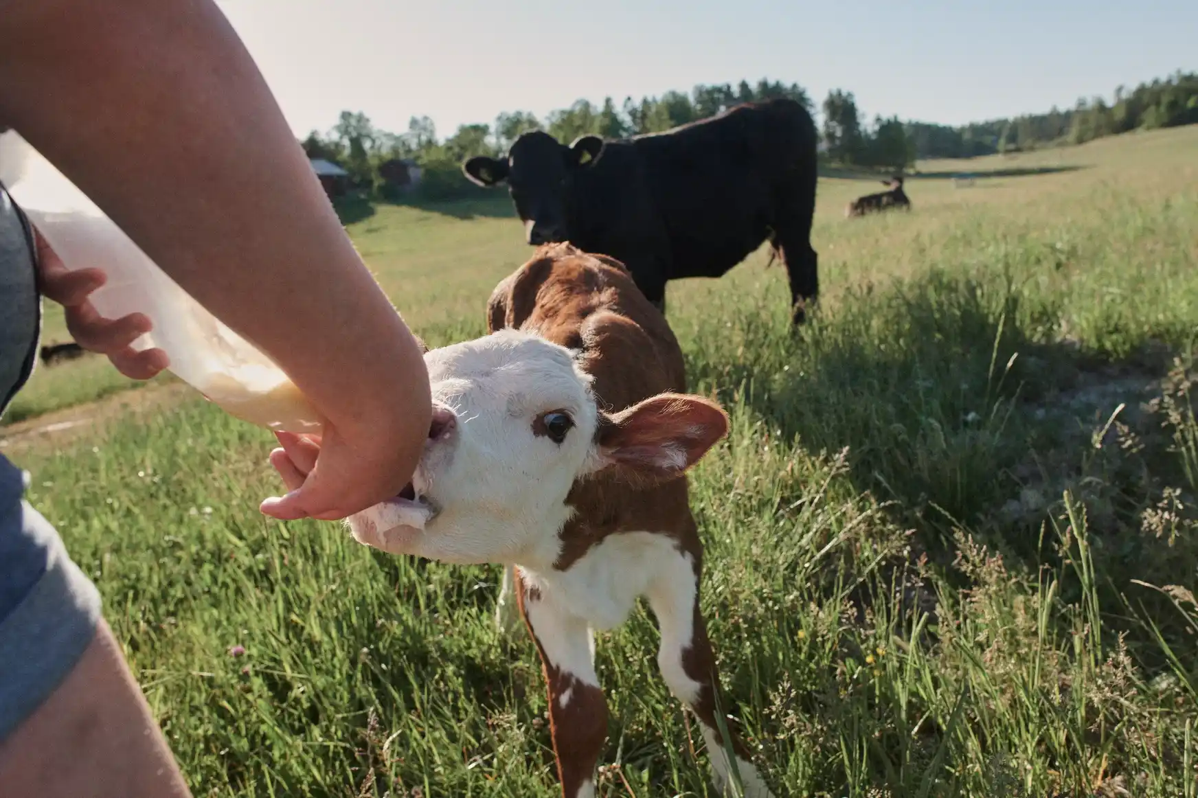 Lantbrukare ger kalv mjöl, fotografi.