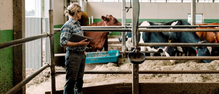 Kvinna hos kor i ladugård