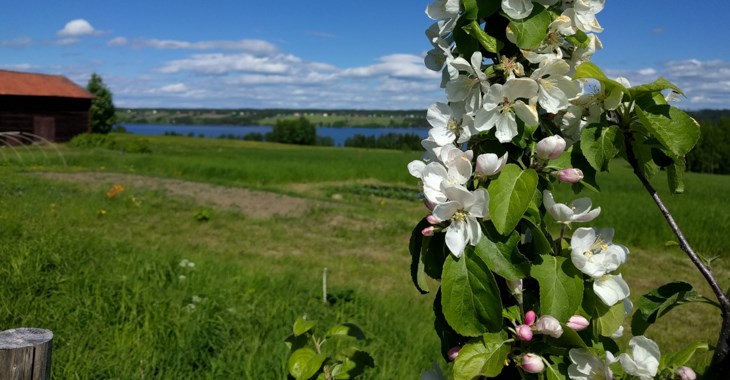 Somrigt landskap och gård.
