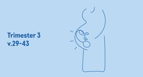 Gravid kvinna i trimester 3. Illustration.