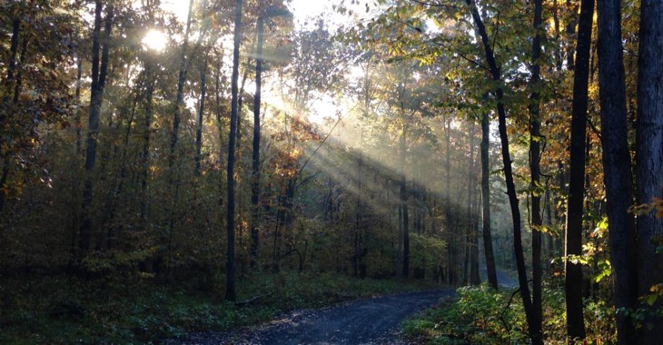 Solljus som skiner mellan träden i skogen.