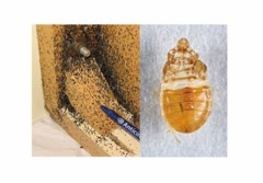 Avföring och ömsat skinn från vägglöss