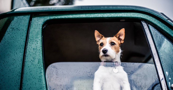 Hund som tittar ut genom husbilsfönster