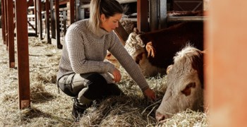 Kvinna gosar med en ko i ladugård.