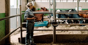 Kvinna kollar till kor i ladugård.