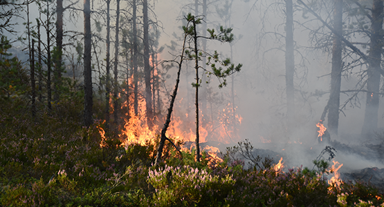 Brand i skog