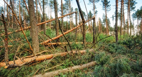 stormfälld skog