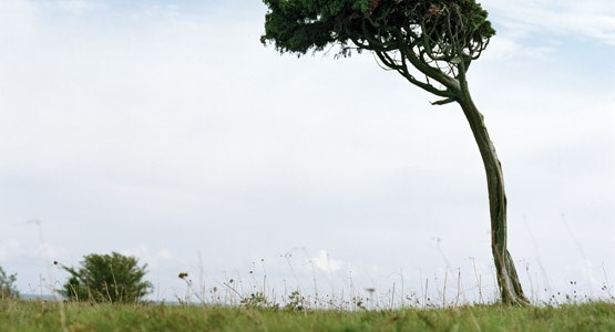 Företagsförsäkring mot storm..