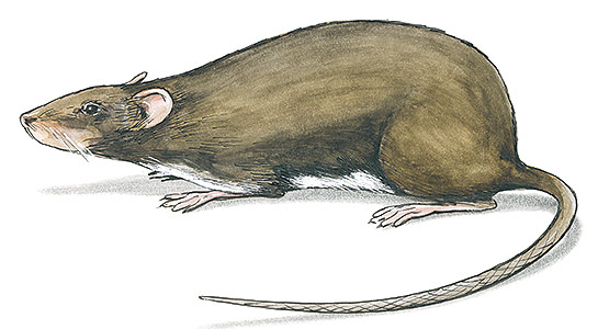 Råtta;Brunråtta