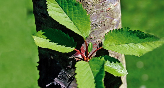 Bild med härligt gröna blad.