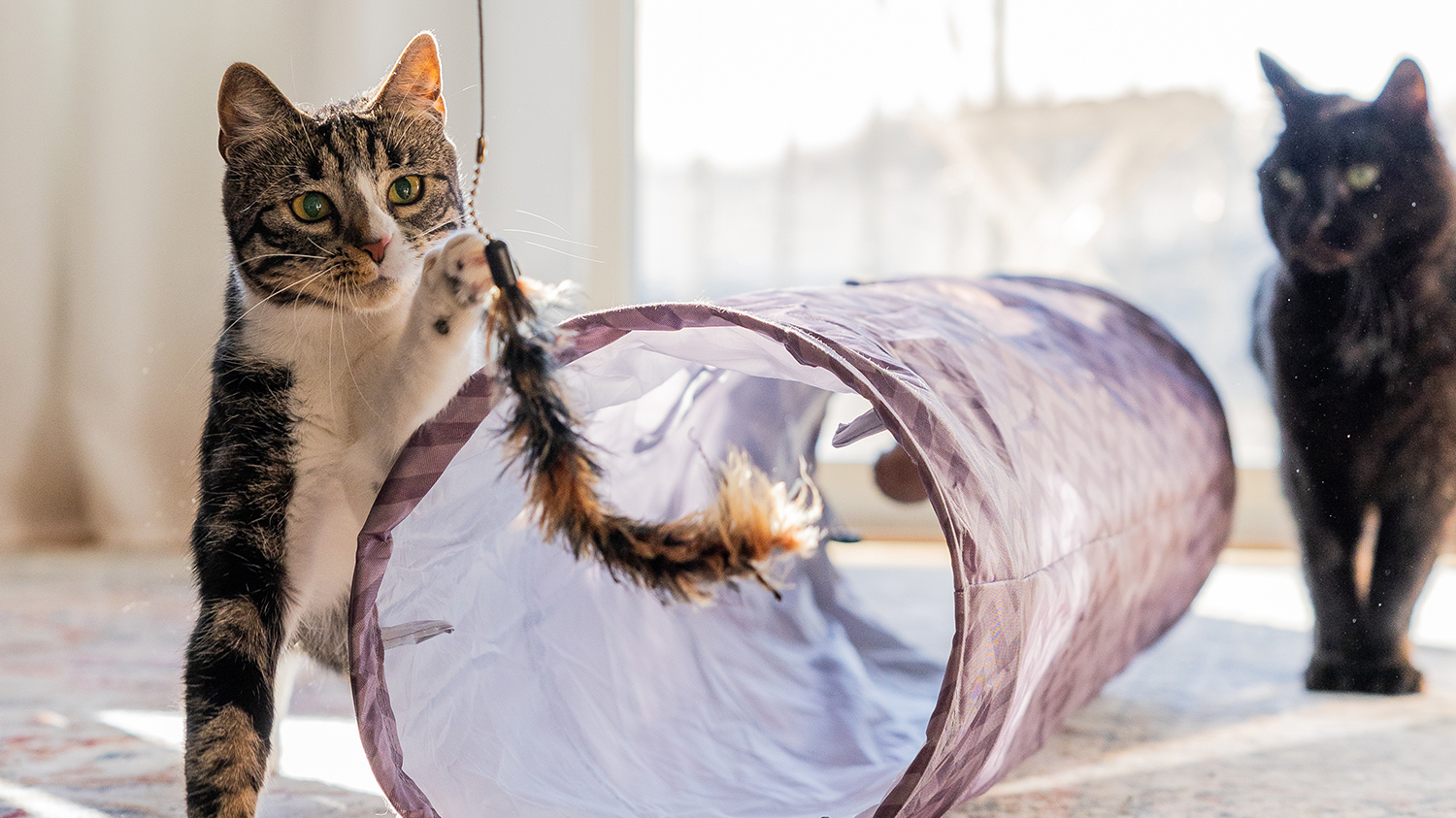 1500_843_Heml&ouml;sa katter6.jpg