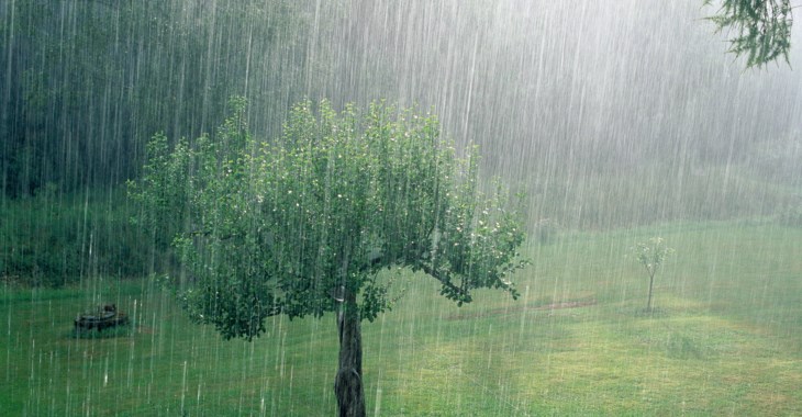 Skyfall på sommaren över träd