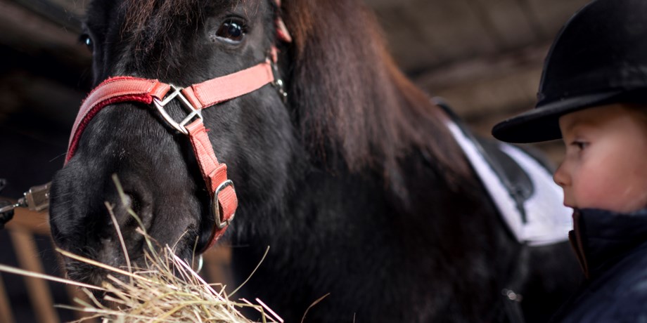 Flicka matar häst i stallet.