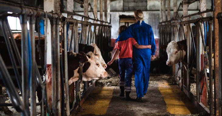 Ett barn och en vuxen går genom en ladugård med kor.