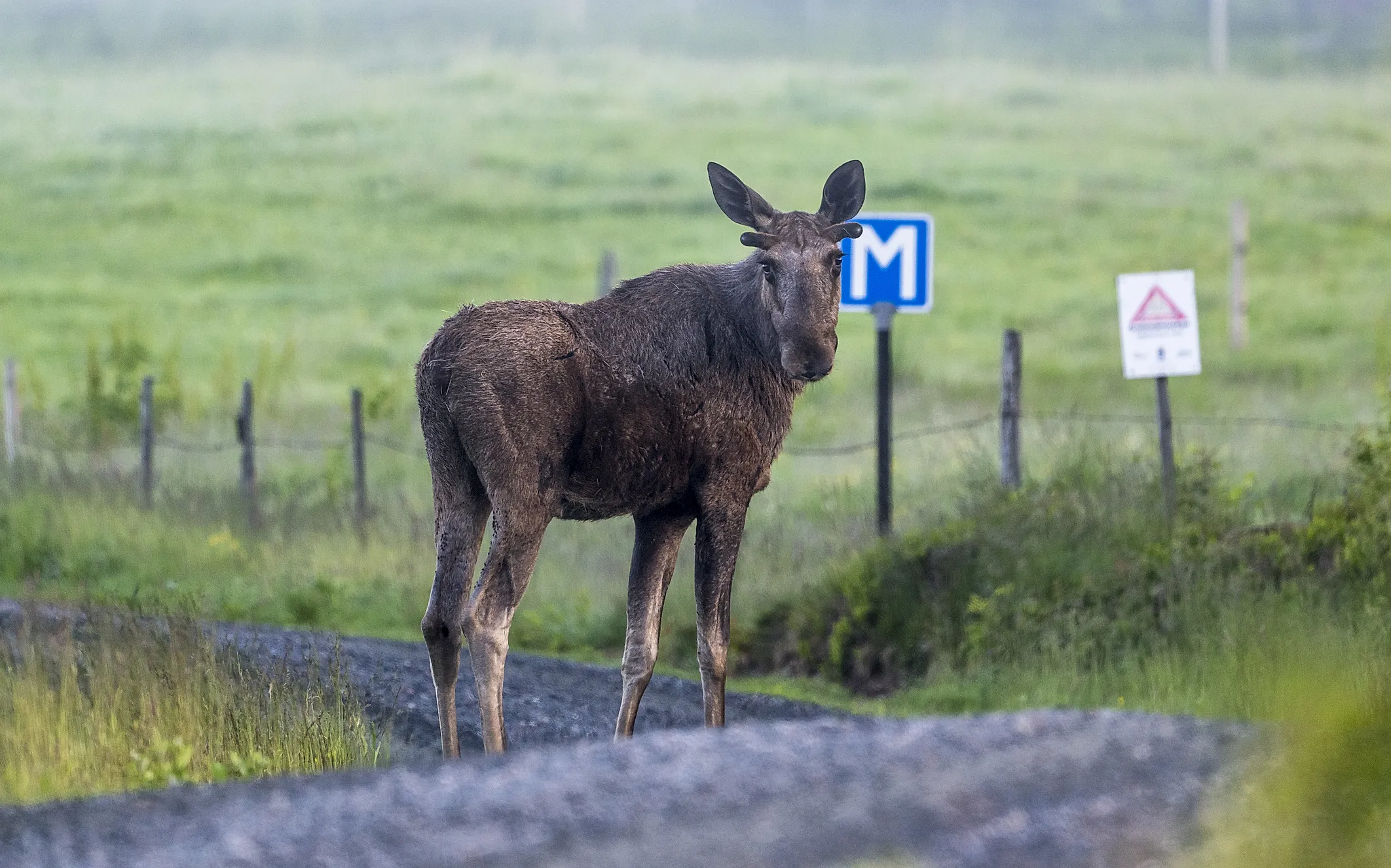 Älg på vägen.