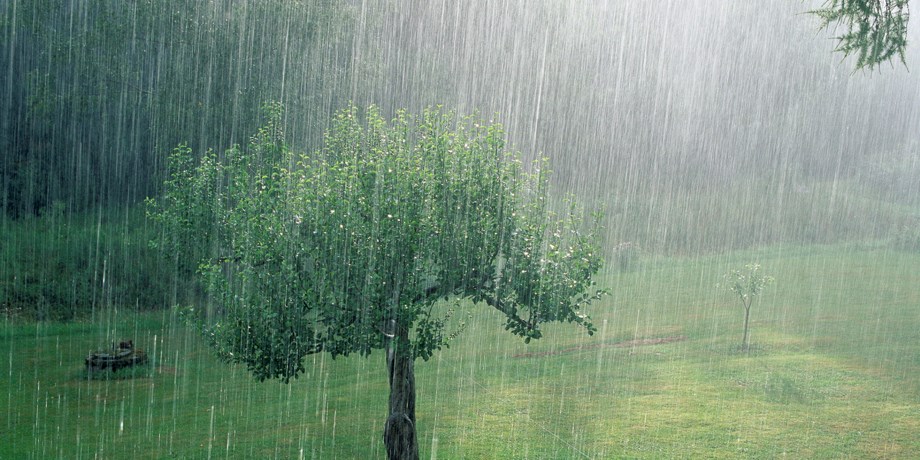 Skyfall i en trädgård.