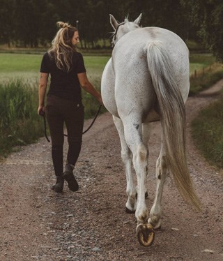 Vit häst som leds av sin ryttare.